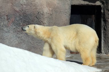 Kutup ayısı Habitat, onun için doğal olmayan
