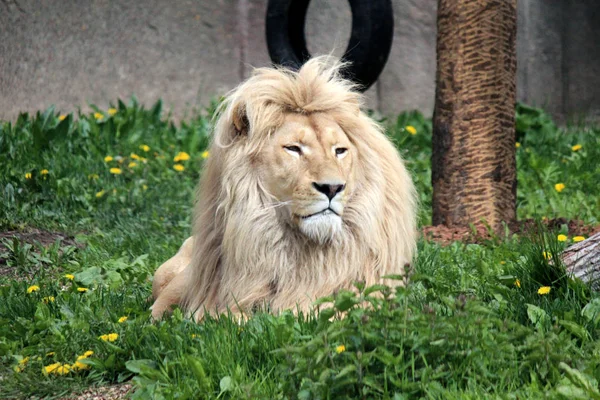 The lion lies on a green clearing with yellow colors