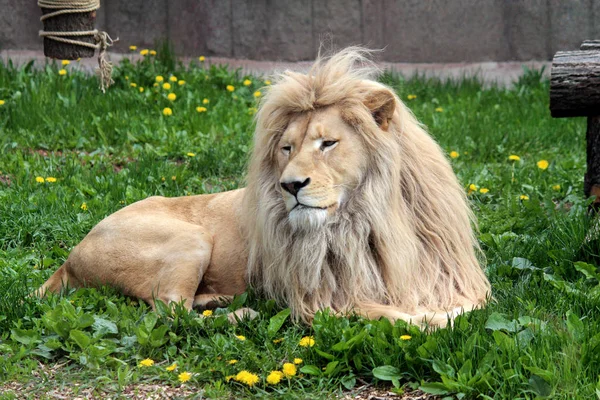 Lejonet Ligger Grön Röjning Med Gula Färger — Stockfoto