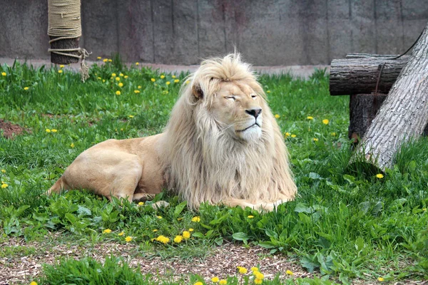 The lion lies on a green clearing with yellow colors