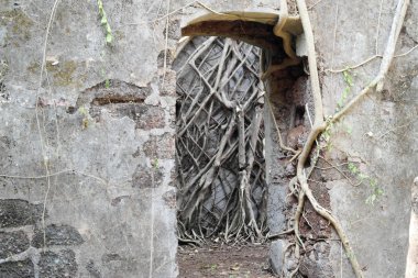 Taş duvarlar ile Ağaçların kökleri büyümüş eski atılan kale  