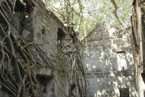 Πέτρινοι Τοίχοι Του Παλιού Φρουρίου Ρίχνονται Κατάφυτη Τις Ρίζες Των — Φωτογραφία Αρχείου