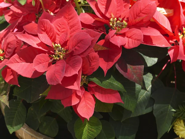 Virág Karácsonyi Csillag Murvalevél Vörös Levelek Stock Kép