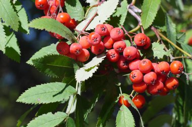 Çalılıklarda toplanmış ateş meyveleri