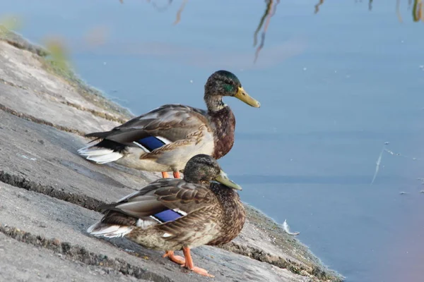 Wild ducks feed and swim on lake