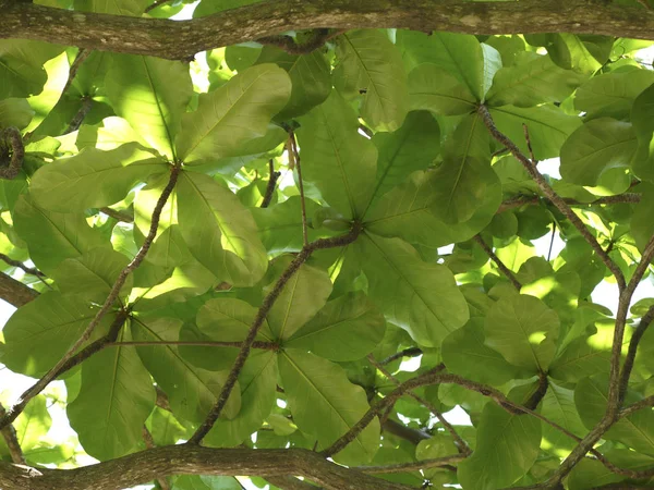 Красивый Изумрудный Фон Изогнутых Живых Листьев — стоковое фото