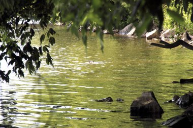 Kayalık kıyıları ve sallanan odunları olan güzel su manzarası