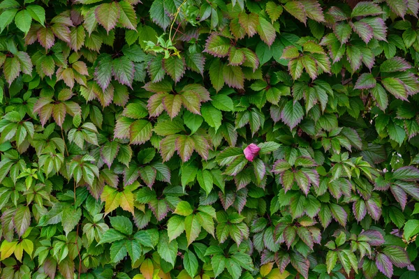 green box hedge background with green leaves