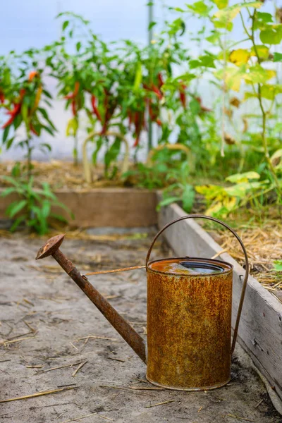Vieja regadera oxidada dentro de un pequeño invernadero con plantas de tomate y pimienta. Bidón para regar en el invernadero. — Foto de Stock
