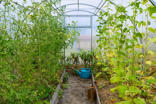 View on a small covered greenhouse with old plastic and metal watering cans and growing cucumbers, tomatoes, hot pepper. — Stock Photo, Image