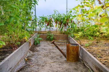 Seranın içinde duran eski, paslı sulama kutusu.