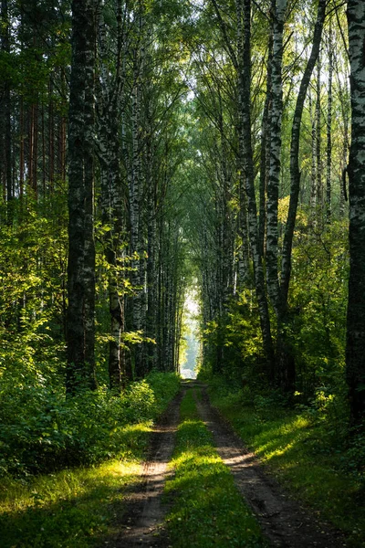 Skogligt väglandskap. Sommarpark med gröna träd. — Stockfoto