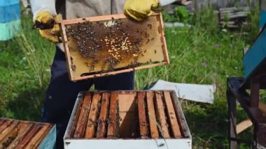 Arı yetiştiricisi arılara bakıyor, bal dolu bal petekleri, arı kovanında koruyucu bir arı giysisi içinde. Arı kovanından saf doğal ürün, Beehouse 'dan çıkarılan sarı altın bal..