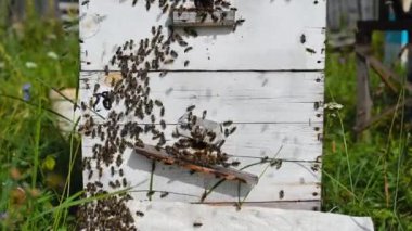 Arılar arı kovanının girişinde emekliyor, arı ailesi. Arı kovanlarının etrafında uçuşan arılar.