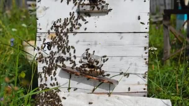 Le api strisciano all'ingresso dell'alveare, la famiglia delle api. Api che volano intorno agli alveari nell'apiario. — Video Stock