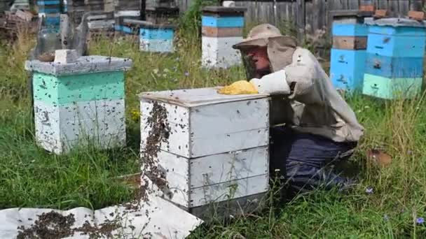 Bienenmeister auf dem Imkerstand. Mann mit Schutzhut arbeitet mit Schornstein im Bienenkorb. Imker begutachtet Bienen auf Bienenfarm vor grünem Hintergrund — Stockvideo