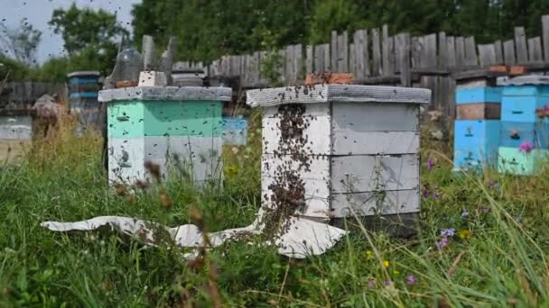 Bijen kruipen bij de ingang van de bijenkorf, bijenfamilie. Bijen vliegen rond de bijenkorven in de bijenstal — Stockvideo