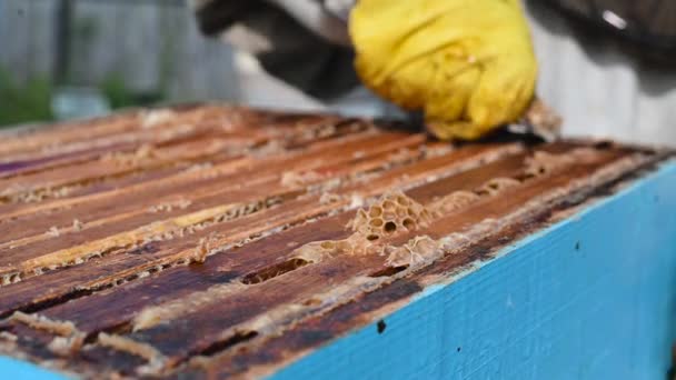 Pandangan dekat dari peternak lebah menghilangkan lilin lebah dari sarang lebah dengan sarang dan lebah di atasnya — Stok Video