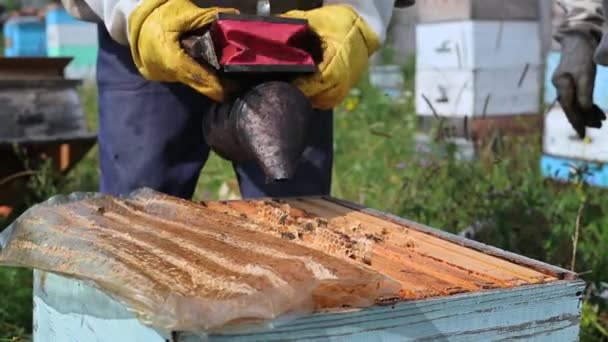 Apicultura, un hombre de edad avanzada en traje protector fumiga abejas elimina panales de colmenas para comprobar la cosecha de miel en el colmenar en un día soleado. — Vídeos de Stock