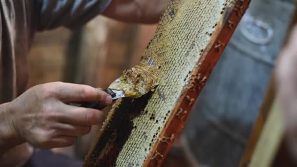 Close-up of beekeeper extracting honey from honeycomb with a scraper in apiary — Stock Video