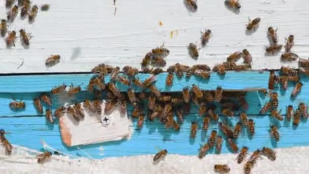 Biene aus nächster Nähe. Bienen am Bienenstock. Bienenschwarm — Stockvideo