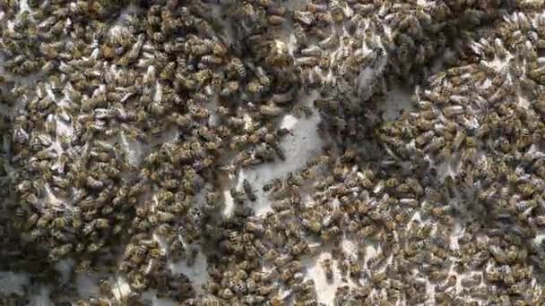 Muchas abejas regresan a la colmena. Enjambre de abejas recolectando néctar de flores. Miel de granja ecológica saludable — Vídeos de Stock