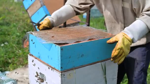 De imker opent de bijenhuizen om er honing uit te halen. — Stockvideo