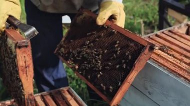 Arıcı, bal arılarını bir çiftlikte beyaz arı kovanlarında inceliyor..