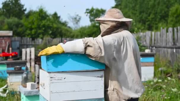 Apicultor está trabajando con abejas y colmenas en el colmenar. — Vídeo de stock