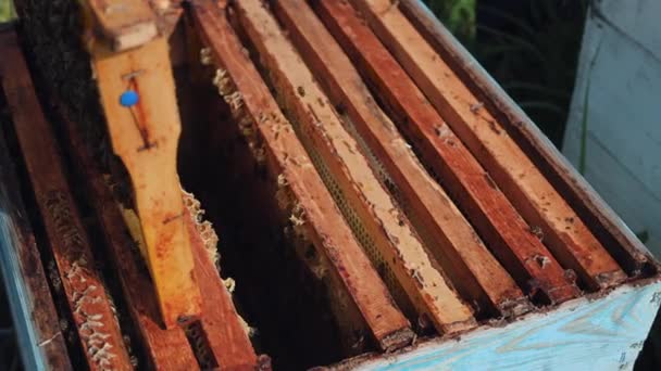 Närbild av den öppnade kupan visar ramar befolkade av honungsbin. Honungsbin kryper i en öppen kupa på bikaka trä honeycombs gör lagarbete. — Stockvideo