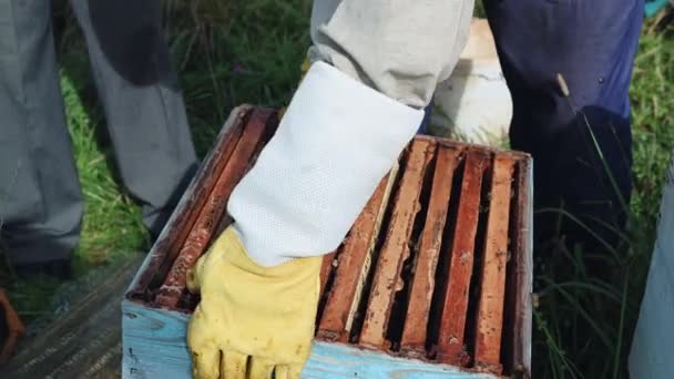 Biodlarens händer är omsorgsfullt infogade honungsramen i kupan efter undersökningen. Ramen är full av honung. Det finns en hel del bin på ramen. — Stockvideo