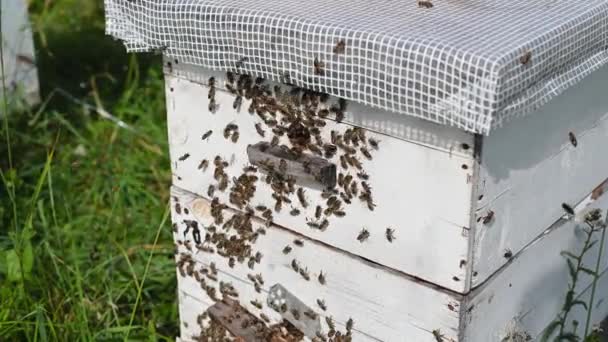 Honey Bees on Hive Entrance Hole. S'envoler et revenir. — Video