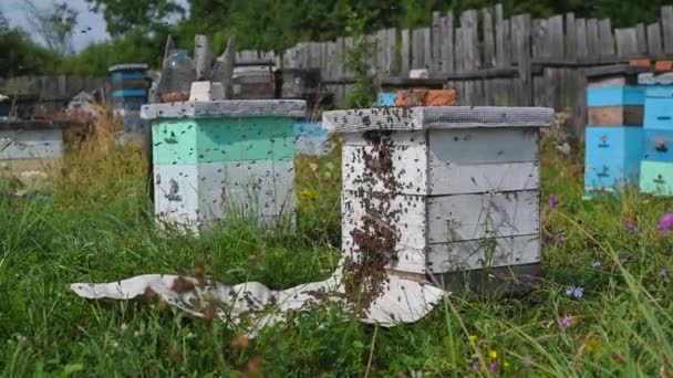 Las abejas arrastrándose a la entrada de la colmena, la familia de las abejas. Abejas volando alrededor de las colmenas en el colmenar. — Vídeos de Stock