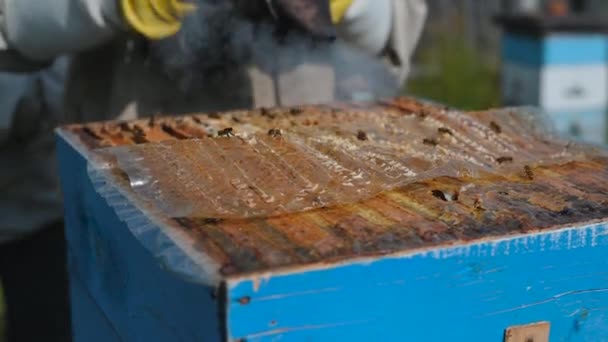 Hombre en un traje protector apicultor utiliza dispositivo para la fumigación de humo para calmar las abejas en las colmenas y comprobar la cosecha de miel en panal — Vídeo de stock