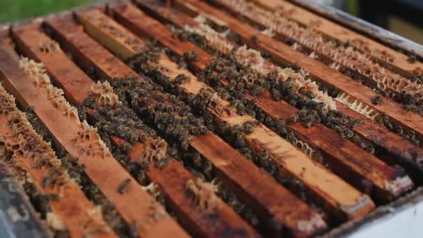 Detailní záběr včelaře, jak kouří včelí plástev s kouřícím kouřem, aby umístil rámy. Fumigace. Včelařský proces. — Stock video