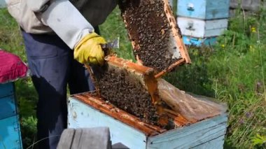 Arıcının bal peteği çerçevesini bal yapan arılarla gösteren yakın plan fotoğrafı. Apiculture. Doğal ürün. Balmumu. Arı çiftliği.