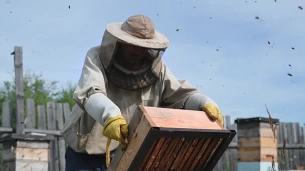 Maestro de abejas en apiary. El hombre con sombrero protector trabaja con la colmena. Apicultor examinando abejas en una granja de abejas en el fondo de la naturaleza verde. — Vídeo de stock