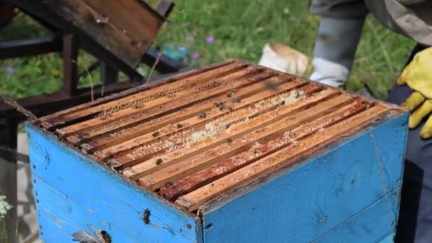 Oude handroker in handen van een imker, honingraat met bijen. Het thema bijenteelt en bijenteelt. — Stockvideo