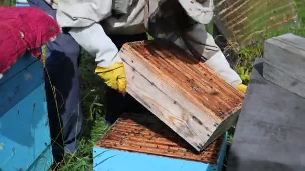Biodlare flyttar ekologiskt jordbruk träbikupa och bin. Arbete på bigårdar. — Stockvideo