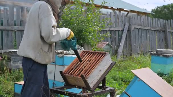 Včelař sfoukne včely z úlu s foukačem, aby odstranil plástve medu. — Stock video