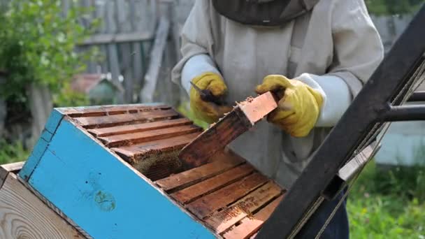 Primer plano de una colmena abierta con una herramienta metálica por el apicultor. — Vídeo de stock