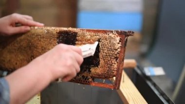 Arıcı balmumu çıkarmak ve çıkarmak için bir kazıyıcı ile bal peteğini açar.