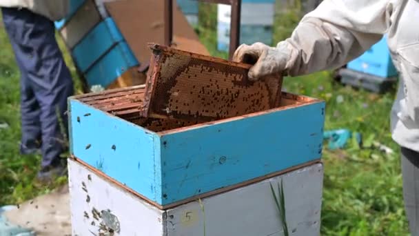 Apicultores colocando bandejas de panal con abejas de nuevo en la colmena, apicultores preparándose para cosechar miel en el colmenar. — Vídeo de stock