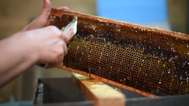 Processo de extração de mel. Filmagem de um apicultor descascando células de mel nas armações da colmeia. — Vídeo de Stock