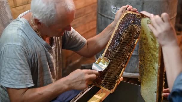 Пчеловод расстегивает медовые клетки на рамах улья расческой — стоковое видео