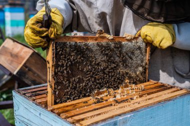 Arıcı 'nın Elleri dikkatle incelendikten sonra Kovan' a yerleştirilir. Çerçeve bal dolu. Çerçevede bir sürü arı var..