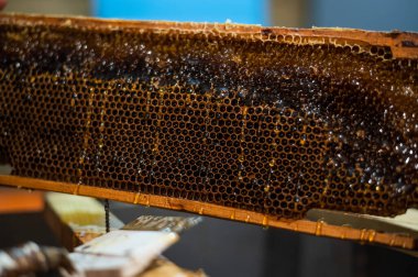 Arı yetiştiricisinin arı kovanındaki bir kazıyıcıyla bal ayıklamasına yakın plan.