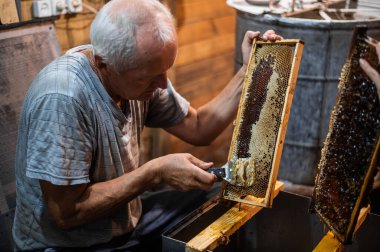 Yaşlı bir arı yetiştiricisi bal için çerçevelerle çalışır. Arılarda el emeği.