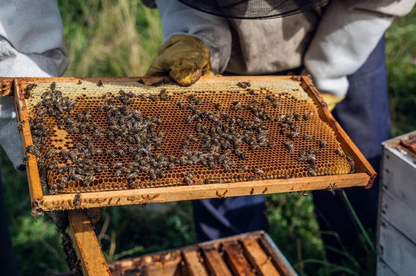 Pszczelarz opiekuje się pszczołami, plastrami miodu, w ochronnym stroju pszczelarza w pasiece. Czysty produkt naturalny z uli pszczół, żółty złoty miód wyciągnięty z chrząszcza. — Zdjęcie stockowe