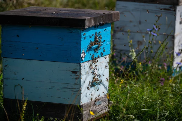 Деталь переполненных ворот в деревянный пчелиный улей. Пчелы прибывают с ногами, завернутыми в желтую пыльцу. Пчелы покидают улей и летят за новой порцией пыльцы. Производство сладкого меда. Пчелы упорно трудятся — стоковое фото